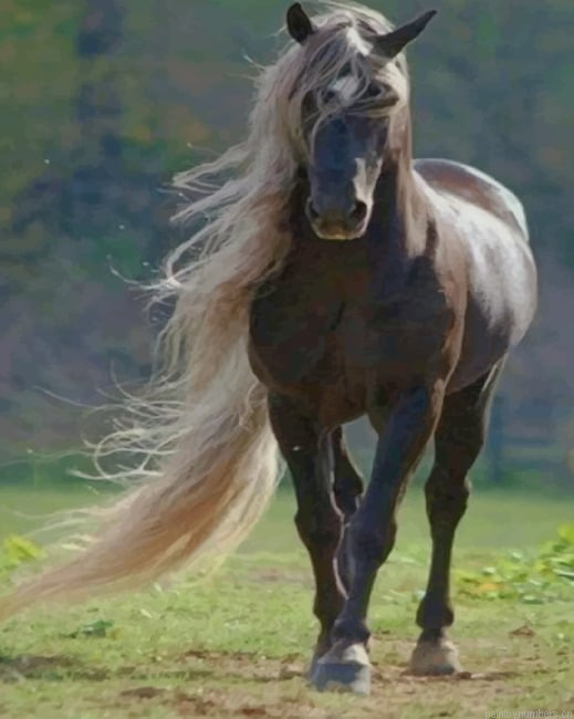 Black Horse Animals Painting By Numberss.png
