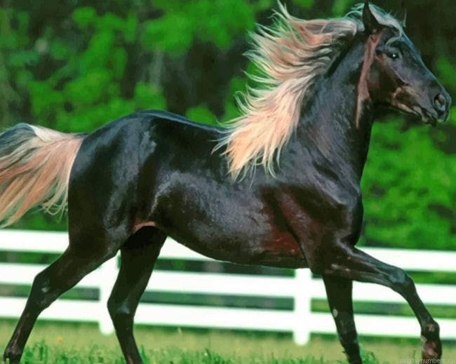 Black Horse Running Animals Painting By Numberss.png