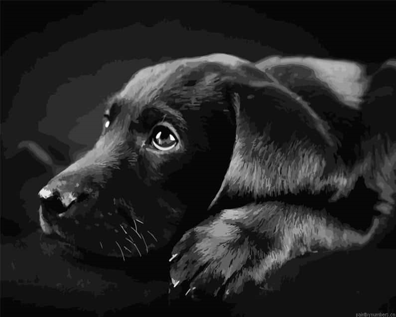 Black Labrador Retriever Dog Animals Painting By Numbers.png