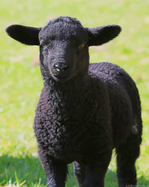 Black Lamb Sheep Animals Painting By Numberss.png