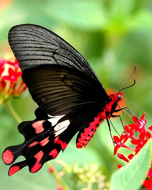 Black Magnificent Butterfly Insects Painting By Numberss.png
