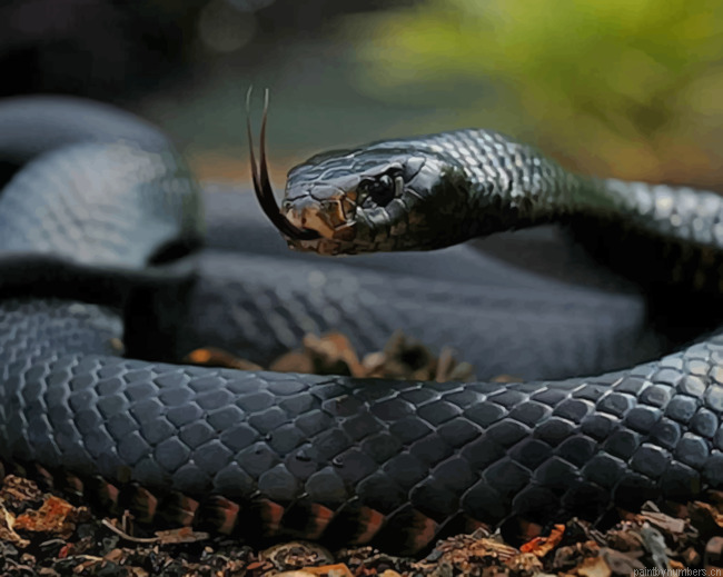 Black Mamba Snake Reptiles Painting By Numberss.png
