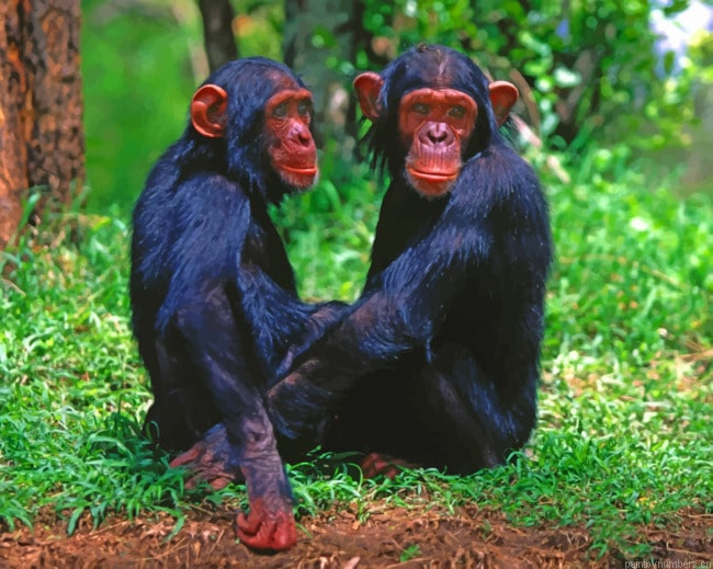 Black Monkey Siblings Animals Painting By Numberss.png