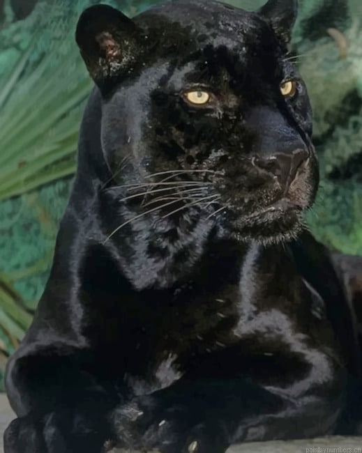 Black Panther Animal Painting By Numberss.png