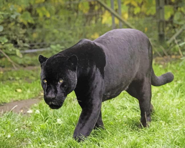 Black Panther Animals Painting By Numberss.png