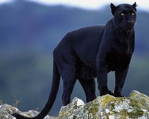 Black Panther In The Wild Painting By Numberss.png