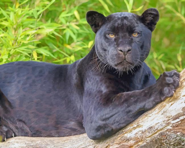 Black Panther Jaguar Animals Painting By Numberss.png