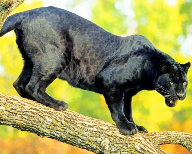 Black Panther Tiger Animals Painting By Numberss.png