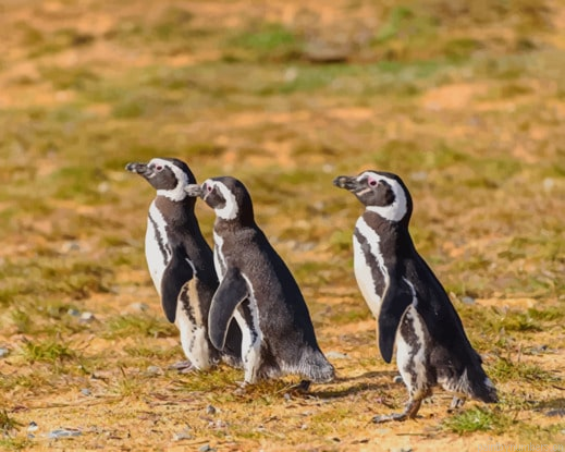 Black Penguin Birds Painting By Numberss.png