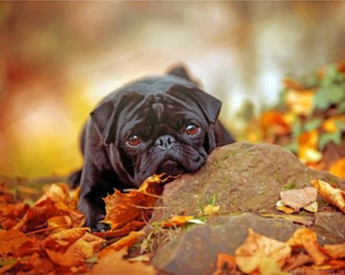 Black Pug And Leaves Painting By Numbers.png