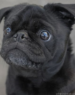 Black Pug Painting By Numbers.png