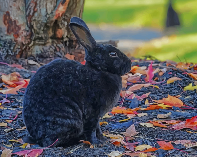 Black Rabbit Bunny Hare Wildlife Animals Painting By Numberss.png