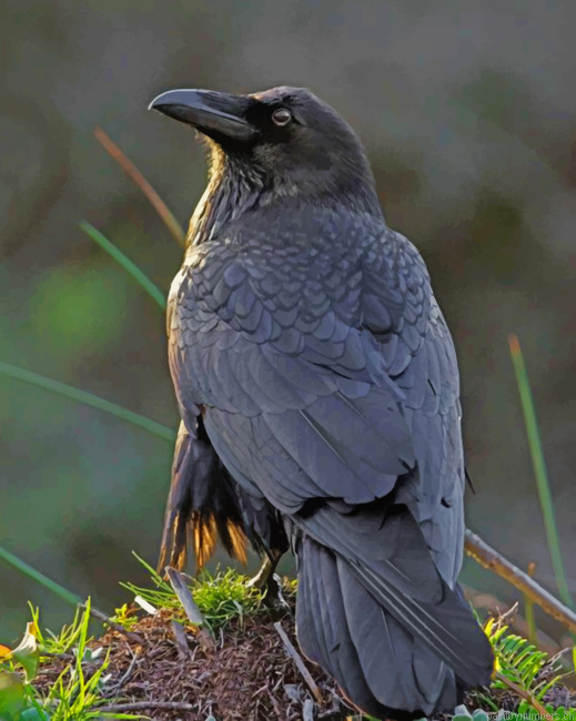 Black Raven Bird Painting By Numberss.png