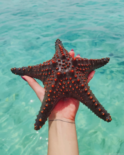 Black Star Fish Painting By Numberss.png