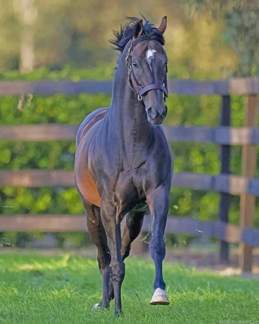 Black Thoroughbred Horse Animals Painting By Numberss.png