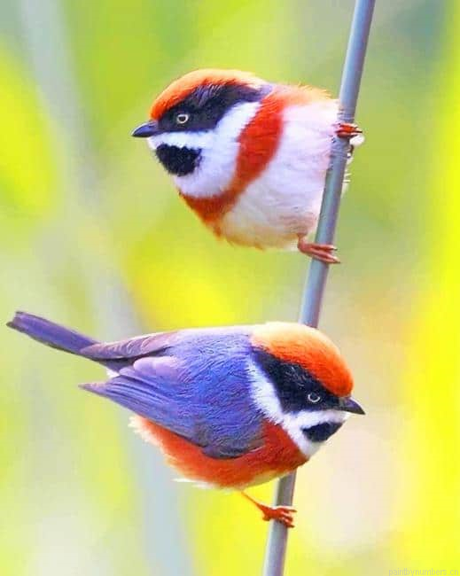 Black Throated Bushtit Birds Painting By Numbers.png