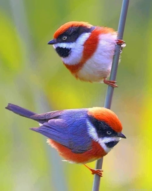 Black Throated Bushtit New Painting By Numberss.png