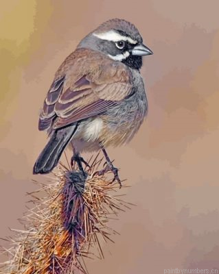 Black Throated Sparrow Painting By Numbers.png