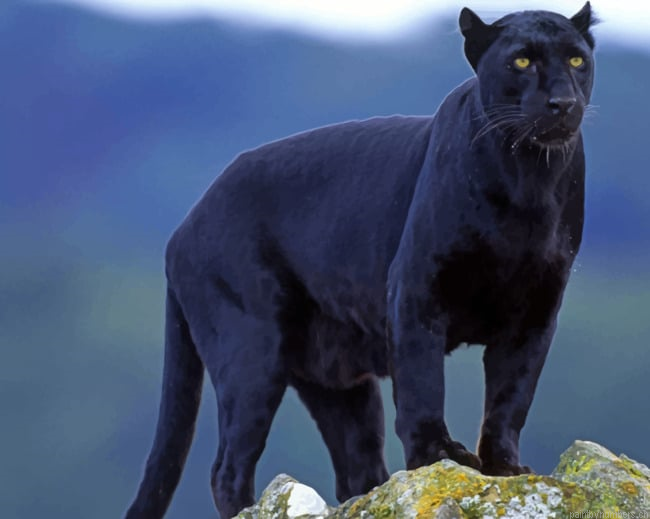 Black Tiger Panthers In Alabama Animals Painting By Numberss.png