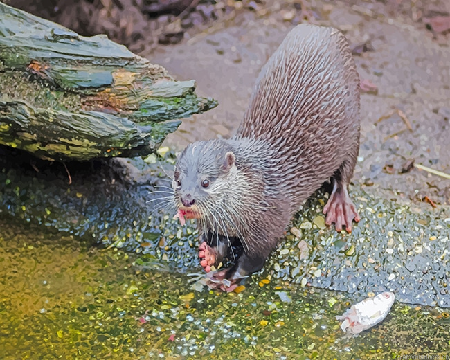Black And Gray Otter Animals Painting By Numbers.png