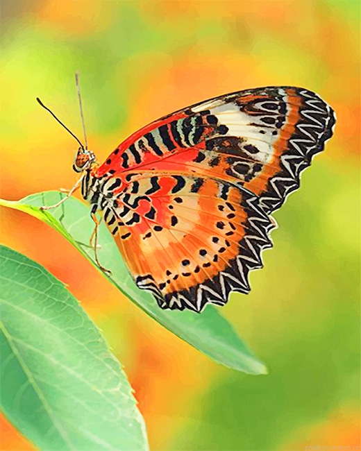 Black And Orange Butterfly Insects Painting By Numberss.png