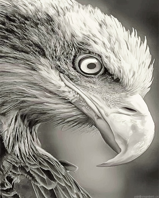 Black And White Bald Eagle Birds Painting By Numbers.png