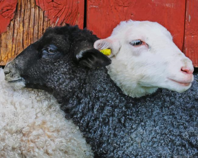Black And White Lambs Animals Painting By Numberss.png