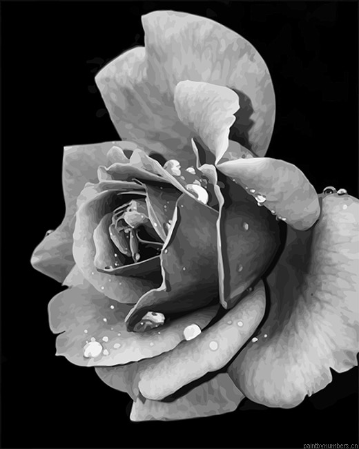 Black And White Rose Flowers Painting By Numberss.png