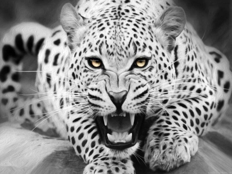 Black And White Tiger Painting By Numberss.png