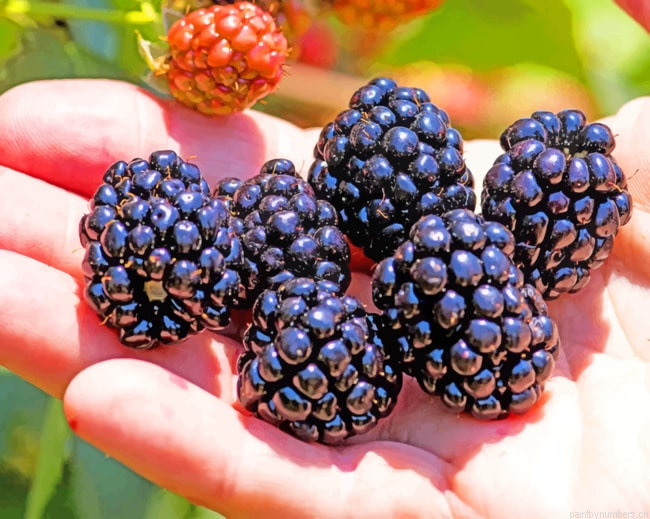 Blackberries In Hand Fruits Painting By Numberss.png