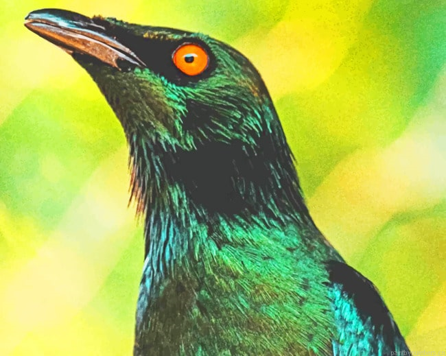 Blackbird With Orange Eyes Painting By Numberss.png