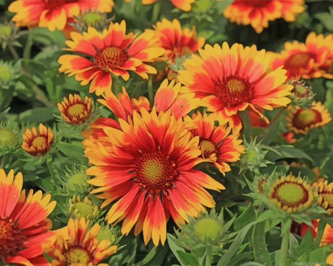 Blanket Flowers Gaillardia Aristata Wild Painting By Numbers.png