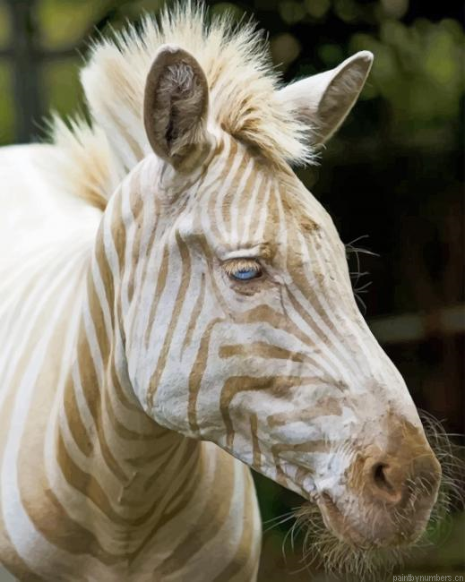 Blonde Zebra Animals Painting By Numberss.png