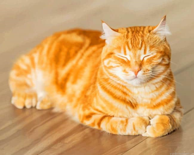 Blondy Golden Cat Sleeping Animals Painting By Numberss.png