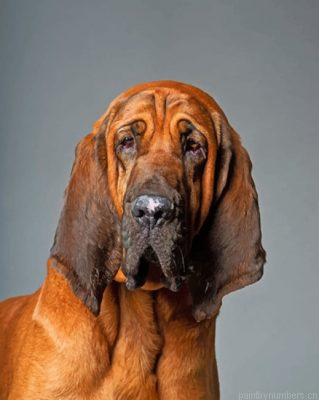 Bloodhound Dog Painting By Numbers.png