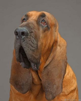 Bloodhound Painting By Numbers.png