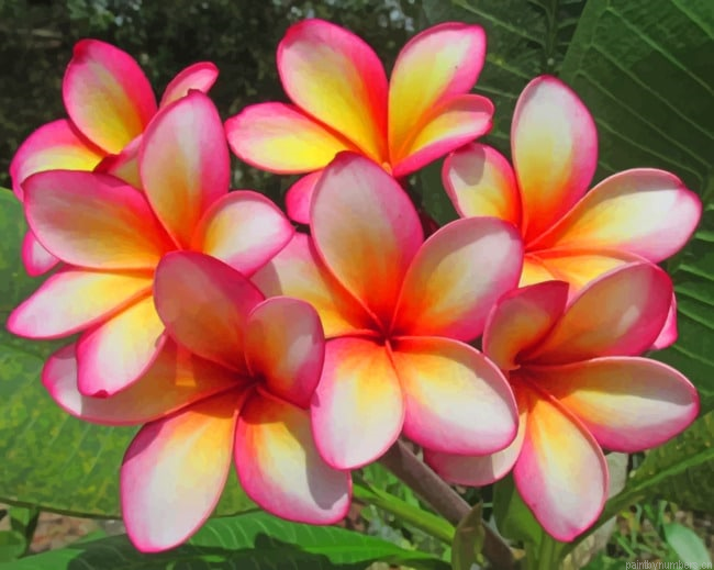 Blooming Plumeria Flowers Painting By Numbers.png