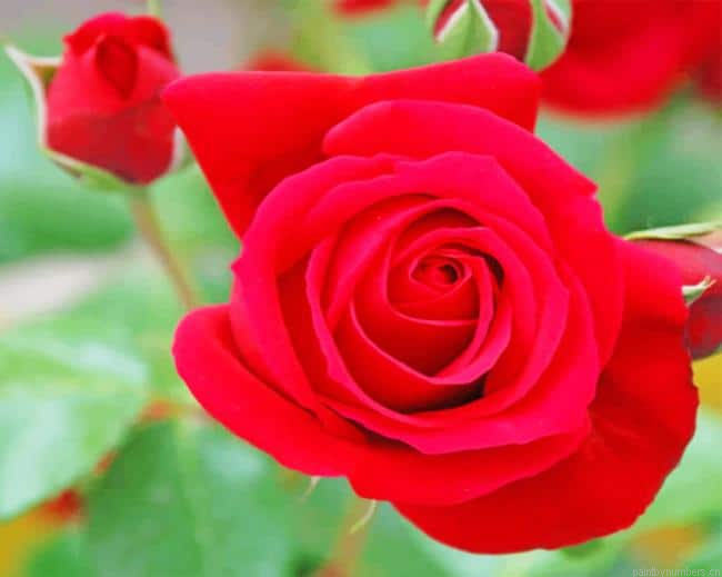 Blooming Red Roses Flowers Painting By Numbers.png