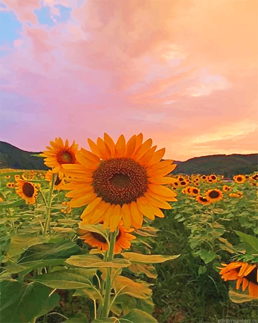 Blooming Sunflower Painting By Numberss.png