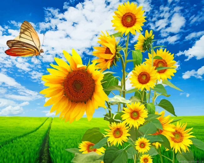 Blooming Sunflowers Painting By Numberss.png