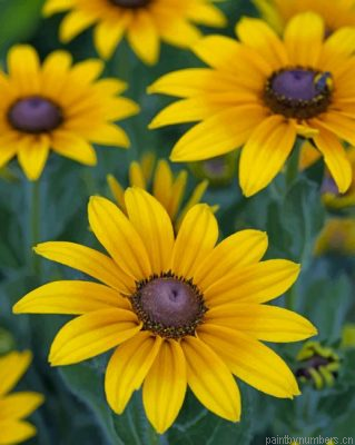 Blossom Black Eyed Susan Painting By Numbers.png
