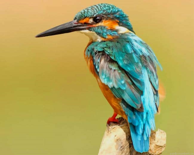 Blue And Brown Bird On Tree Painting By Numberss.png