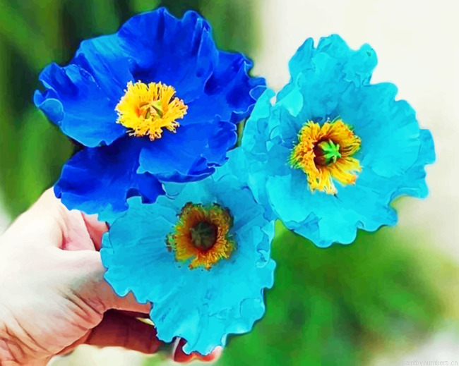 Blue And Cyan Poppy Flowers Painting By Numbers.png