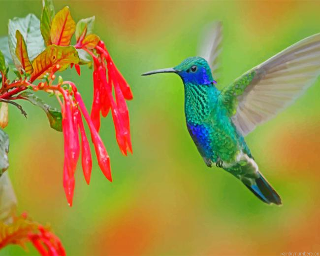 Blue And Green Hummingbird Painting By Numberss.png