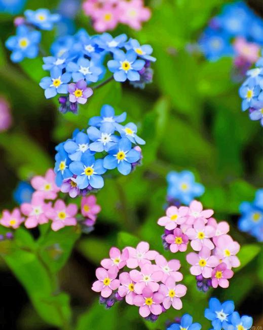 Blue And Pink Flowers Painting By Numberss.png