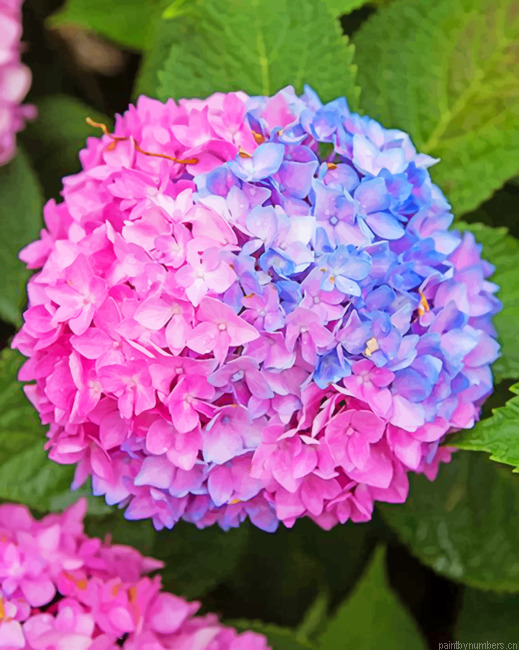 Blue And Pink Hydrangea Painting By Numberss.png