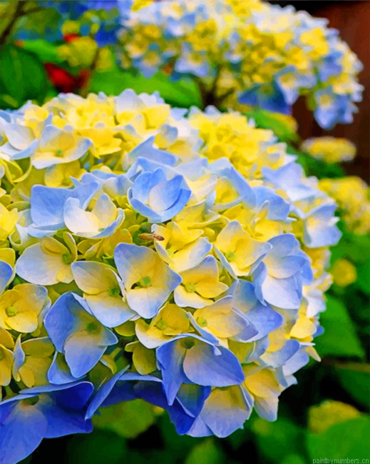 Blue And Yellow Hydrangea Painting By Numberss.png
