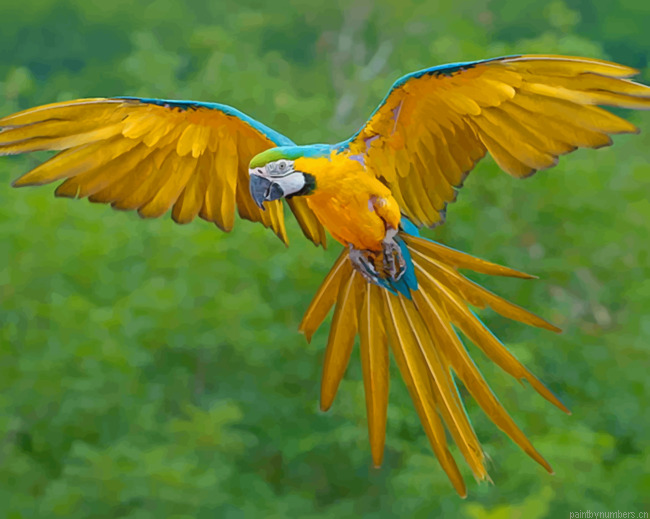 Blue And Yellow Macaw Bird Flying Painting By Numberss.png