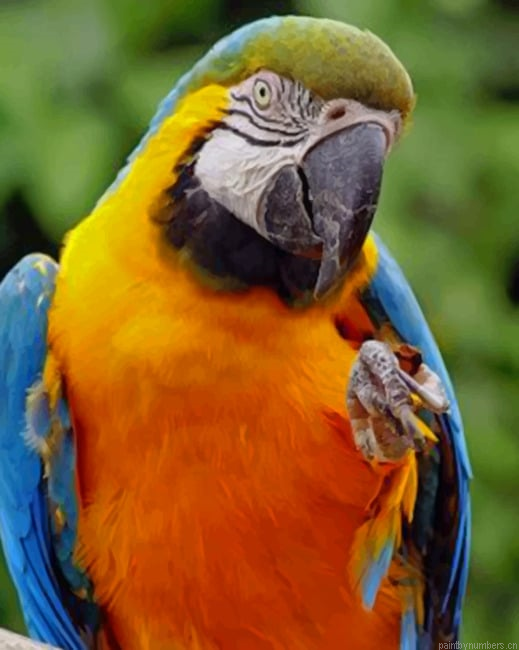 Blue And Yellow Macaw Birds Painting By Numberss.png