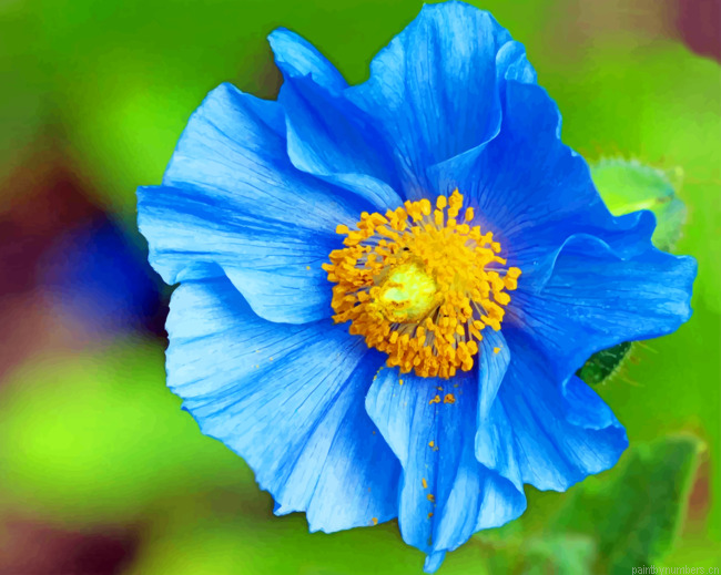Blue And Yellow Poppy Painting By Numbers.png